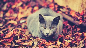 Preview wallpaper cat, leaves, sit, dark, autumn