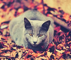 Preview wallpaper cat, leaves, sit, dark, autumn