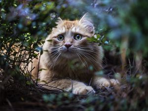 Preview wallpaper cat, leaves, twigs, furry, red