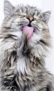 Preview wallpaper cat, lick, fluffy