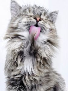 Preview wallpaper cat, lick, fluffy