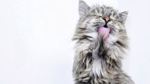 Preview wallpaper cat, lick, fluffy