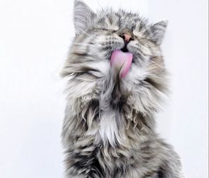 Preview wallpaper cat, lick, fluffy