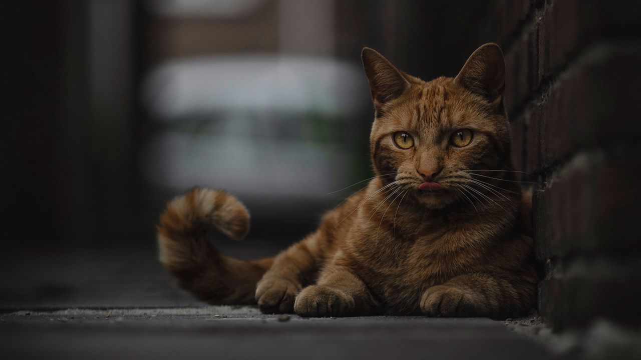 Wallpaper cat, lick, lie, redhead