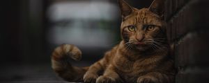 Preview wallpaper cat, lick, lie, redhead