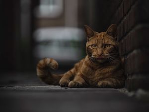 Preview wallpaper cat, lick, lie, redhead