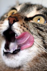 Preview wallpaper cat, lick oneself, face, striped, waiting