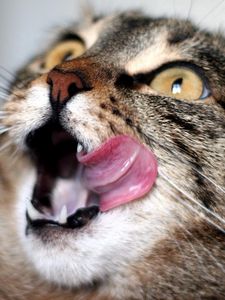 Preview wallpaper cat, lick oneself, face, striped, waiting