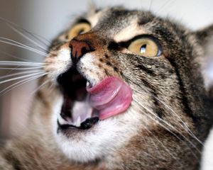 Preview wallpaper cat, lick oneself, face, striped, waiting