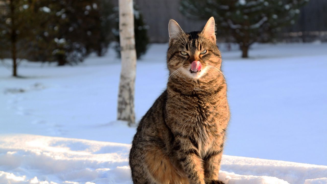 Wallpaper cat, lick oneself, winter, snow