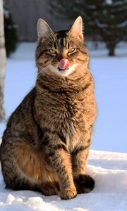 Preview wallpaper cat, lick oneself, winter, snow