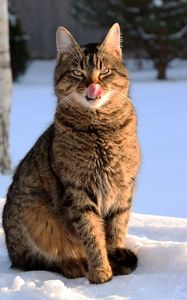 Preview wallpaper cat, lick oneself, winter, snow