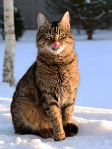 Preview wallpaper cat, lick oneself, winter, snow