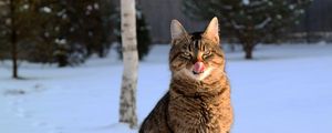 Preview wallpaper cat, lick oneself, winter, snow