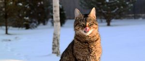 Preview wallpaper cat, lick oneself, winter, snow