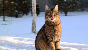 Preview wallpaper cat, lick oneself, winter, snow