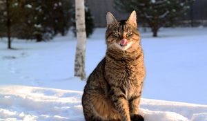 Preview wallpaper cat, lick oneself, winter, snow