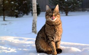 Preview wallpaper cat, lick oneself, winter, snow