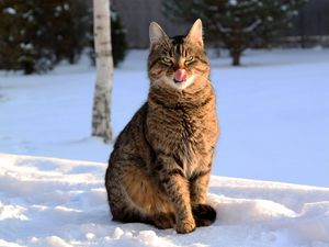 Preview wallpaper cat, lick oneself, winter, snow