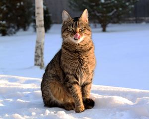 Preview wallpaper cat, lick oneself, winter, snow