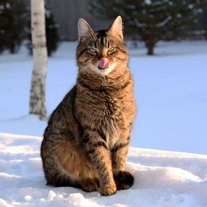 Preview wallpaper cat, lick oneself, winter, snow