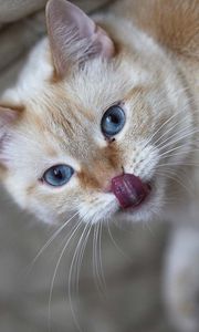 Preview wallpaper cat, licked, tongue, curiosity