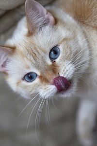 Preview wallpaper cat, licked, tongue, curiosity