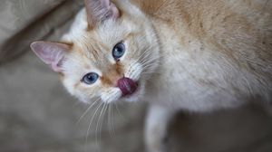 Preview wallpaper cat, licked, tongue, curiosity