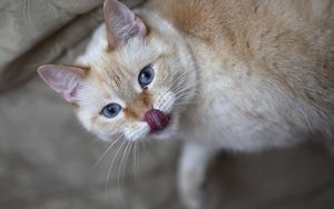 Preview wallpaper cat, licked, tongue, curiosity