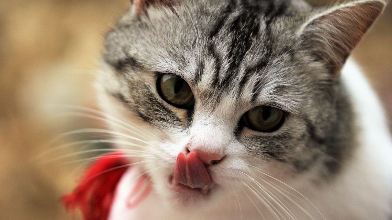 Wallpaper cat, licking, muzzle