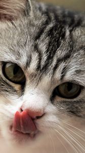 Preview wallpaper cat, licking, muzzle