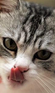 Preview wallpaper cat, licking, muzzle