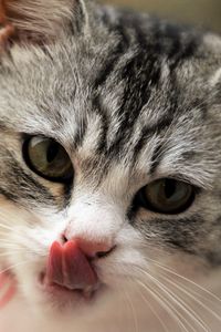 Preview wallpaper cat, licking, muzzle