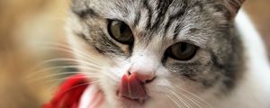 Preview wallpaper cat, licking, muzzle