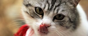 Preview wallpaper cat, licking, muzzle