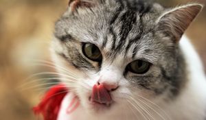 Preview wallpaper cat, licking, muzzle