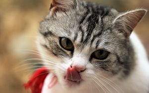 Preview wallpaper cat, licking, muzzle