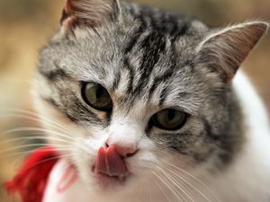 Preview wallpaper cat, licking, muzzle