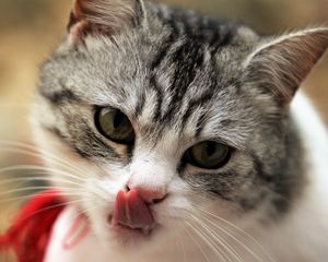 Preview wallpaper cat, licking, muzzle