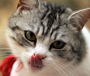 Preview wallpaper cat, licking, muzzle