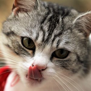 Preview wallpaper cat, licking, muzzle