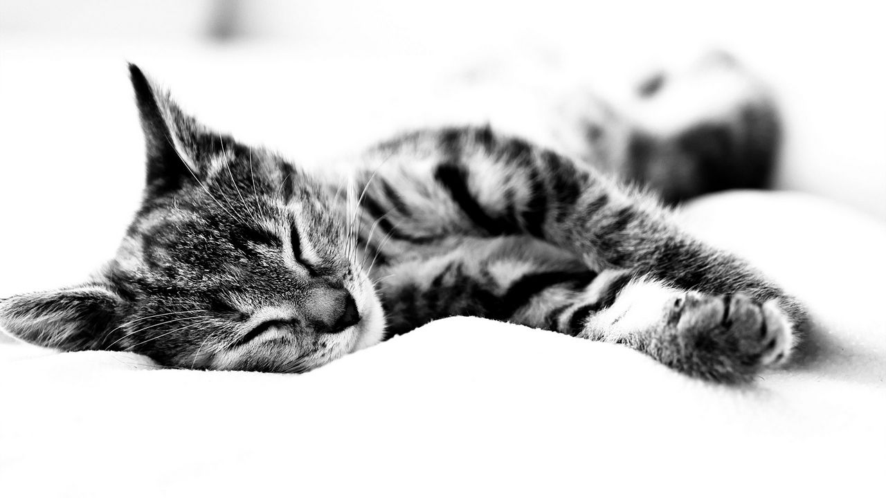 Wallpaper cat, lie, blanket, sleeping, black white