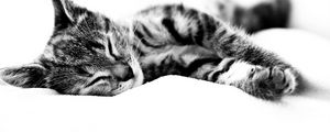 Preview wallpaper cat, lie, blanket, sleeping, black white