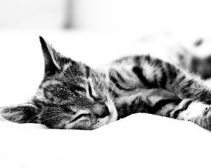 Preview wallpaper cat, lie, blanket, sleeping, black white
