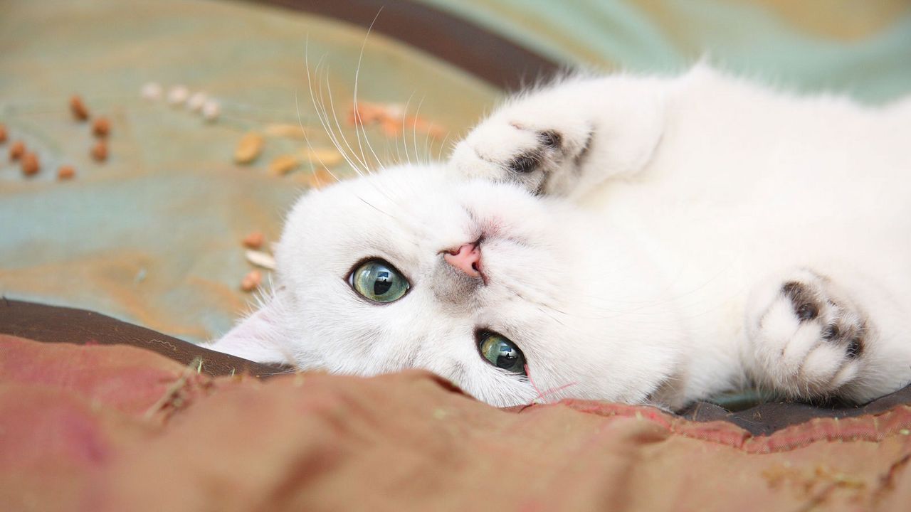 Wallpaper cat, lie, light, little, playful