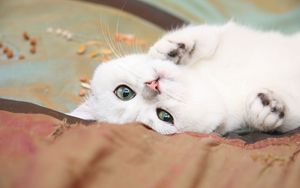 Preview wallpaper cat, lie, light, little, playful