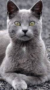 Preview wallpaper cat, lie, look, gray