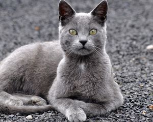 Preview wallpaper cat, lie, look, gray