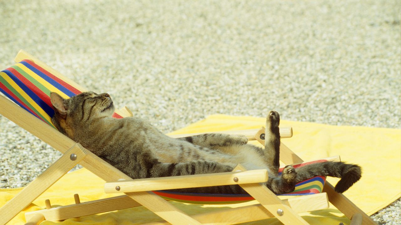Wallpaper cat, lie, lounge, beach, funny