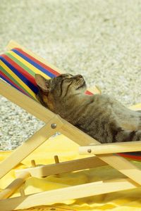 Preview wallpaper cat, lie, lounge, beach, funny